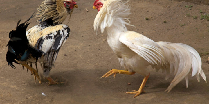 Bermain Judi Sabung Ayam Untung Di Sv388