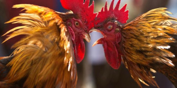 Situs Sabung Ayam Online Yang Terpercaya